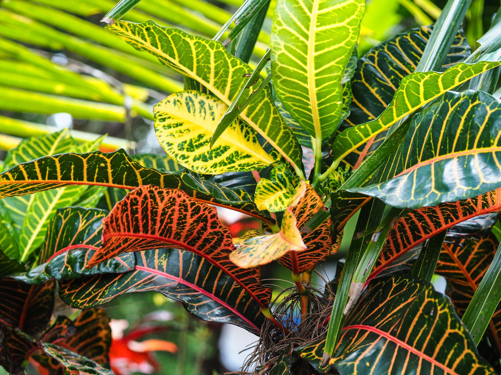 Krzewy ozdobne – jakie gatunki sprawdzą się w małym ogrodzie?